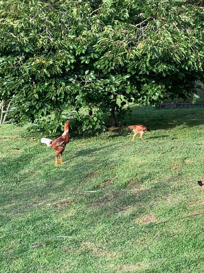 Recanto Da Natureza, Chale Gonçalves Zewnętrze zdjęcie